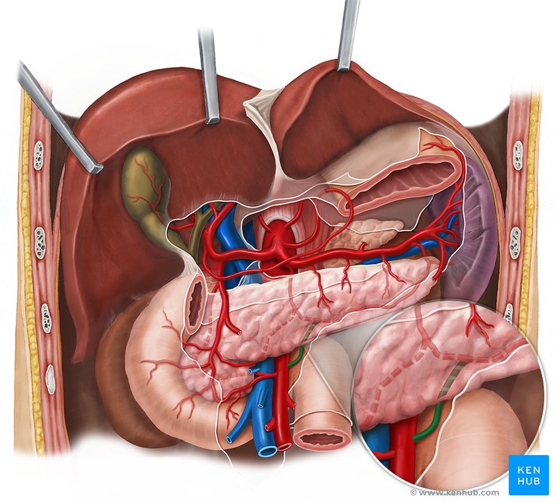 Anastamosis between superior mesenteric artery and inferior pancreatic artery - ventral view