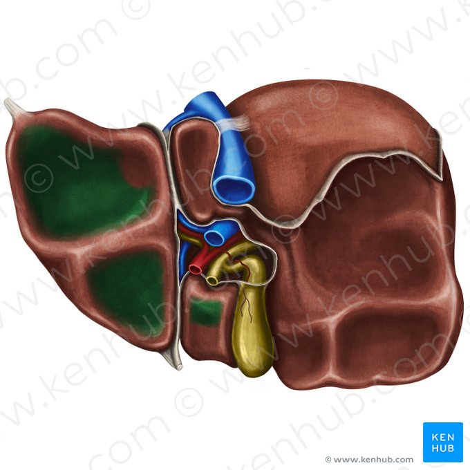 Gastric impression of liver (Impressio gastrica hepatis); Image: Irina Münstermann