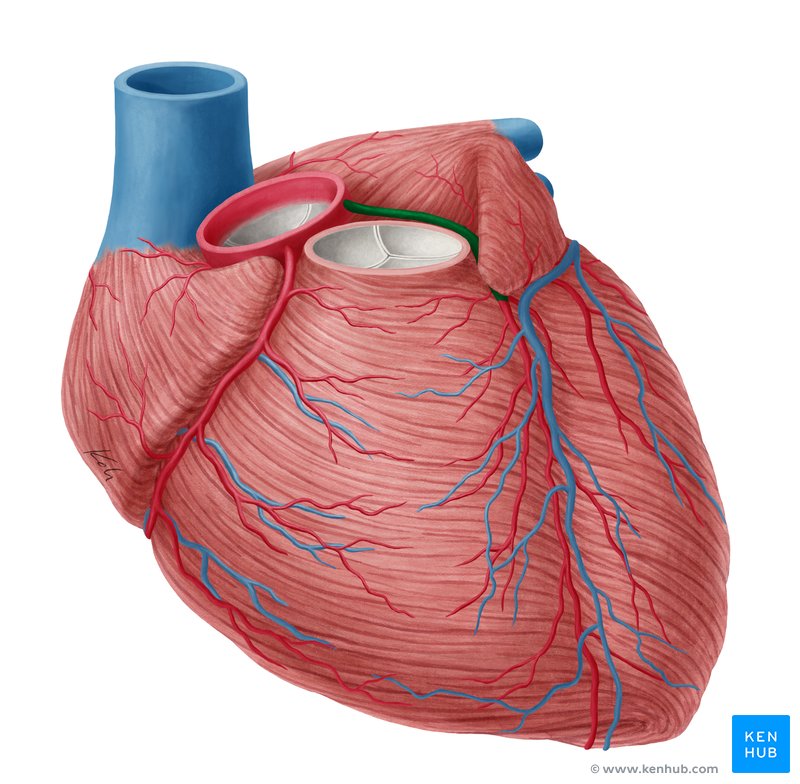Left coronary artery (Arteria coronaria sinistra)