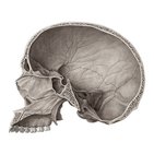 Corte medio sagital del cráneo