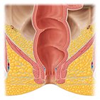 Ischiorectal fossa
