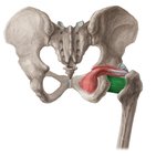Musculus quadratus femoris