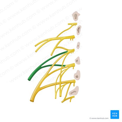Lateral femoral cutaneous nerve (Nervus cutaneus lateralis femoris); Image: Begoña Rodriguez