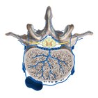 Veins of the vertebral column