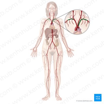 Subclavian artery (Arteria subclavia); Image: Begoña Rodriguez