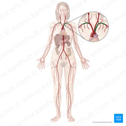 Arteria subclavia (Unterschlüsselbeinarterie); Bild: Begoña Rodriguez