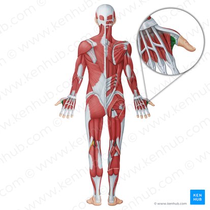 Adductor pollicis muscle (Musculus adductor pollicis); Image: Irina Münstermann