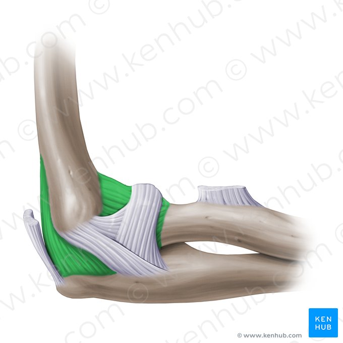 Cápsula articular de la articulación del codo (Capsula articularis cubiti); Imagen: Paul Kim