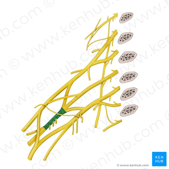 Fasciculus posterior plexus brachialis (Hinteres Bündel des Armgeflechts); Bild: Begoña Rodriguez