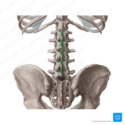 Musculi interspinales lumborum (Zwischendornmuskeln der Lende); Bild: Yousun Koh