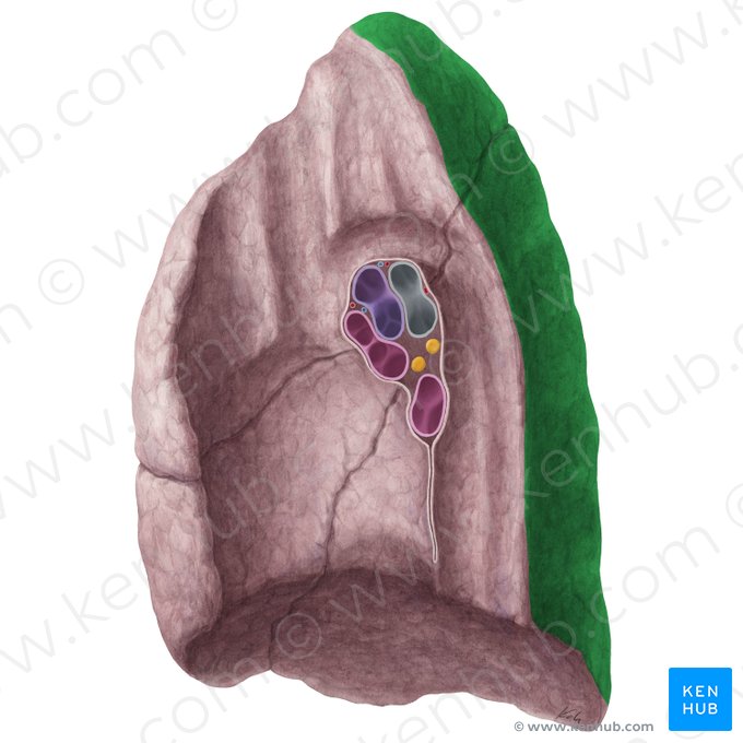 Vertebral surface of right lung (Facies vertebralis pulmonis dextri); Image: Yousun Koh