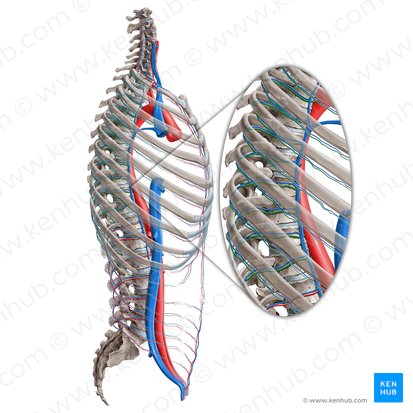 Arteria intercostalis posterior (Hintere Zwischenrippenarterie); Bild: Paul Kim