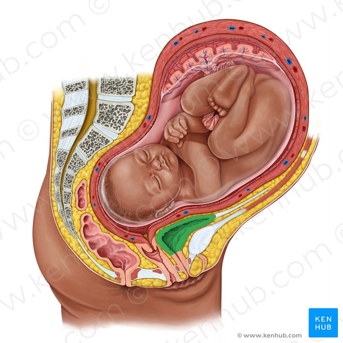 Urinary bladder (Vesica urinaria); Image: Irina Münstermann