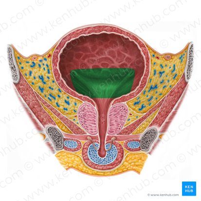 Fundus of urinary bladder (Fundus vesicae urinariae); Image: Irina Münstermann