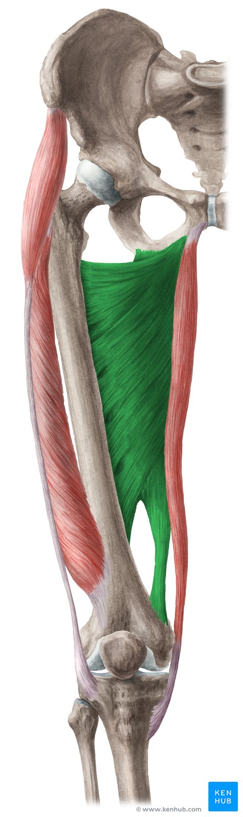 Thigh adductor muscles clearance