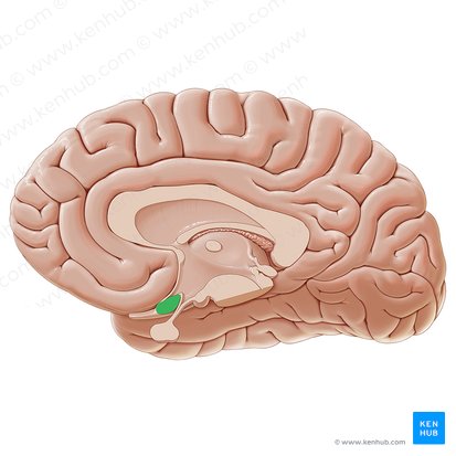 Optic chiasm (Chiasma opticum); Image: Paul Kim