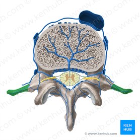 Proceso transverso de la vértebra (Processus transversus vertebrae); Imagen: Paul Kim