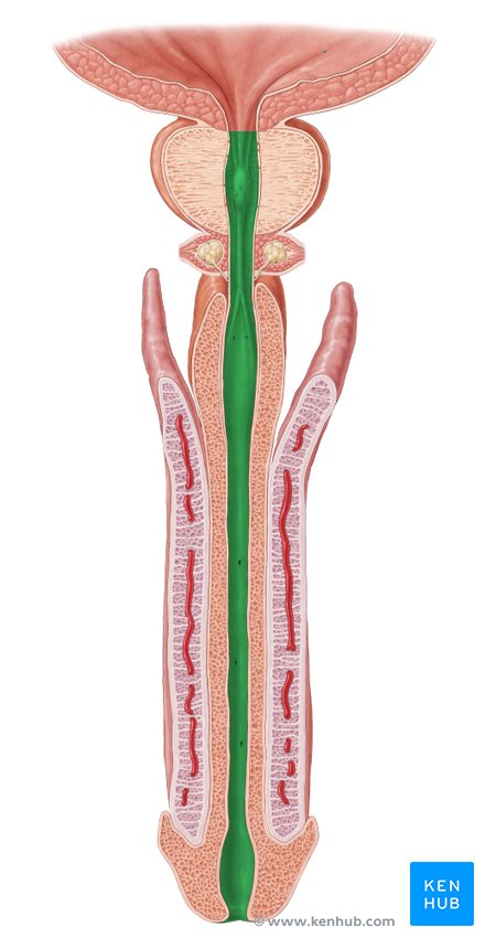 Urethra - cranial view