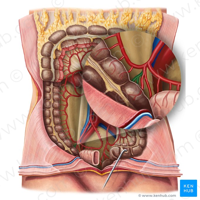 Artéria cecal posterior (Arteria caecalis posterior); Imagem: Irina Münstermann