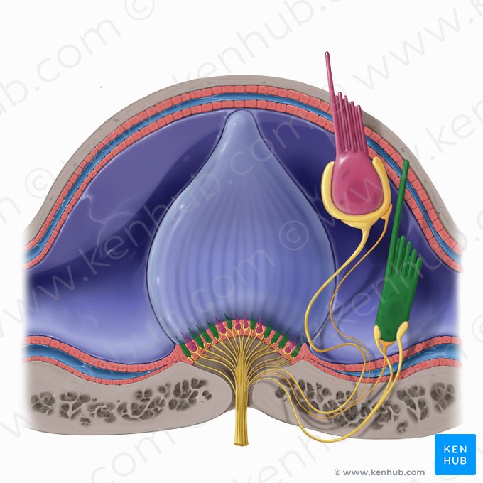 Type II vestibular hair cell (Vestibulocytus typi II); Image: Tal Bavli Ziv