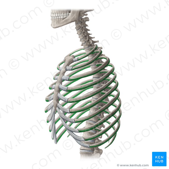 Borde inferior de la costilla (Margo inferior costae); Imagen: Yousun Koh