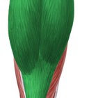 Musculus triceps surae