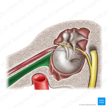 Semicanal for auditory tube (Semicanalis tubae auditivae); Image: Mao Miyamoto