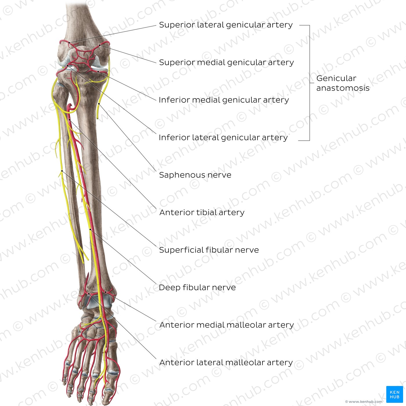 Arteries and nerves of the knee and leg (anterior view)