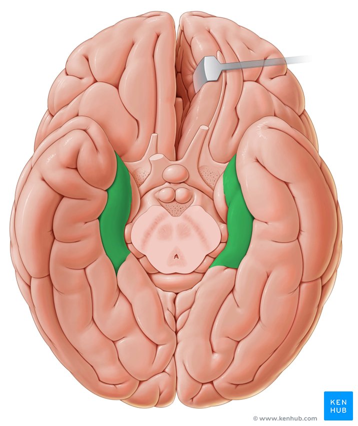 Parahippocampal gyrus - caudal view