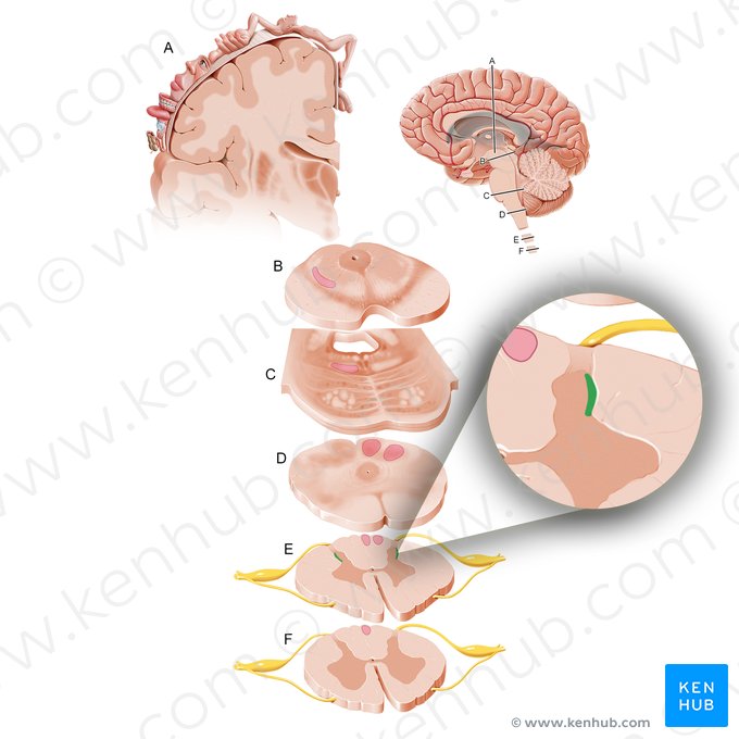 Núcleo cervical lateral (Nucleus cervicalis lateralis); Imagen: Paul Kim