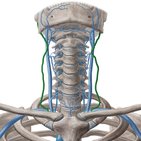 External jugular vein
