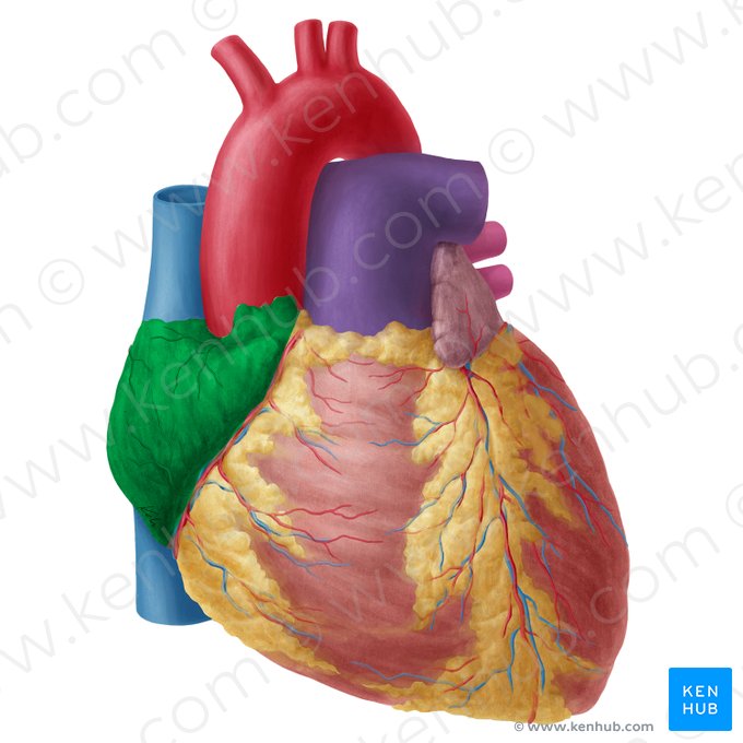 Right atrium of heart (Atrium dextrum cordis); Image: Yousun Koh