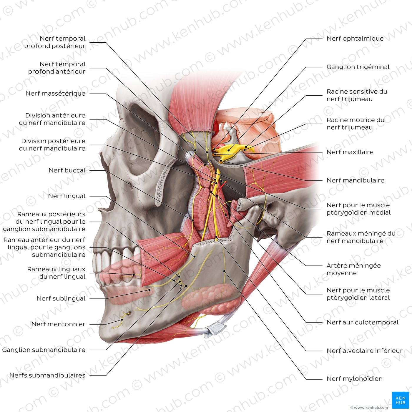 Origin and course of the mandibular nerve