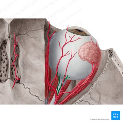 Arteriae ciliares posteriores (Hintere Ziliararterien); Bild: Yousun Koh