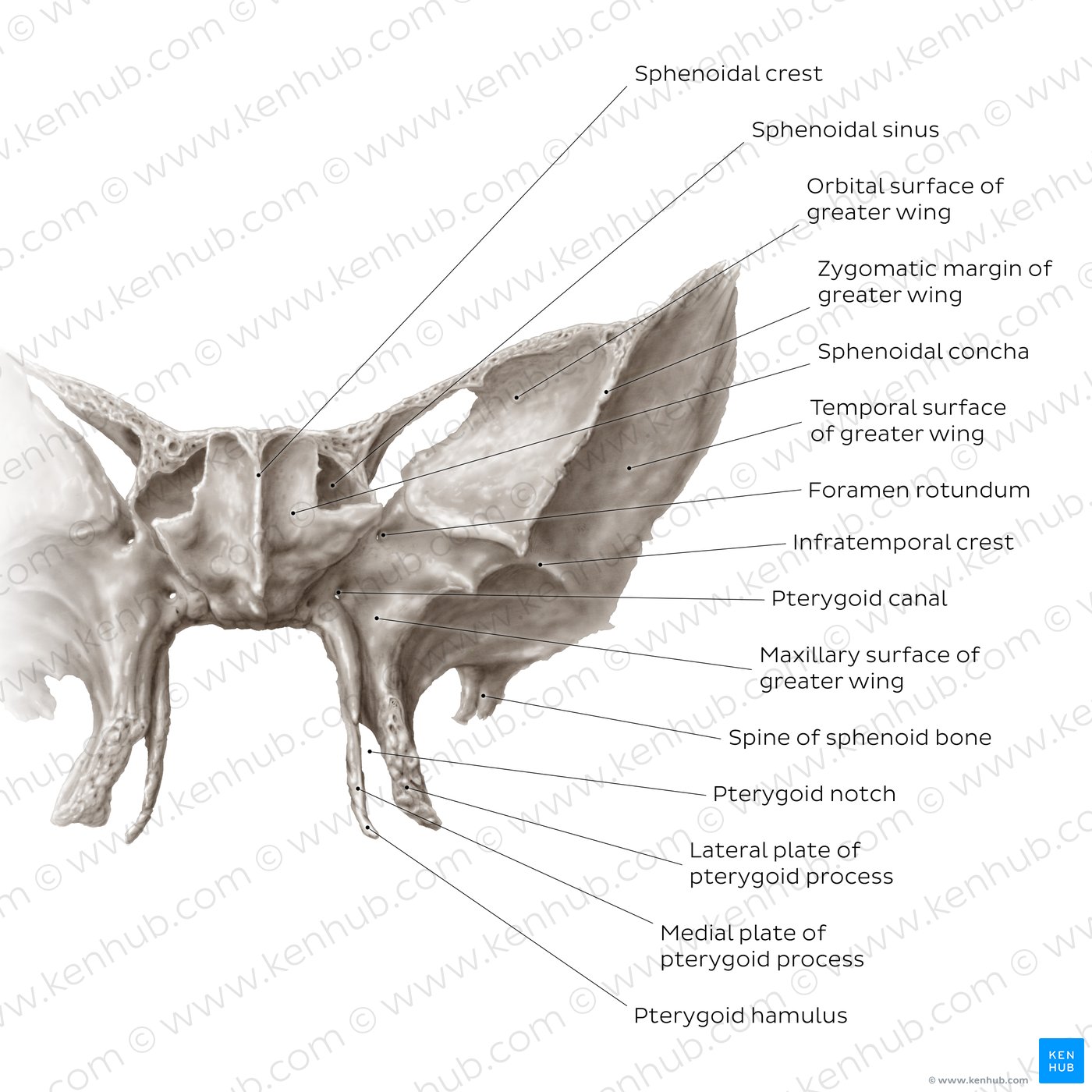 Sphenoid bone (anterior view)