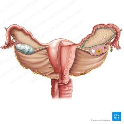 Arteria ovarica (Eierstockarterie); Bild: Samantha Zimmerman