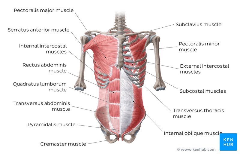 Anterolateral trunk muscles diagram