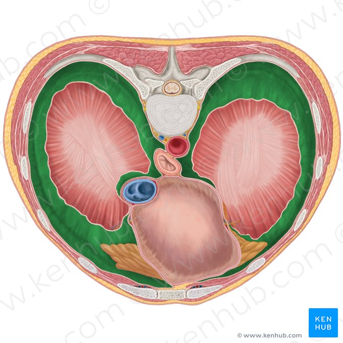 Porción diafragmática de la pleura parietal (Pars diaphragmatica pleurae parietalis); Imagen: Brendon Farley