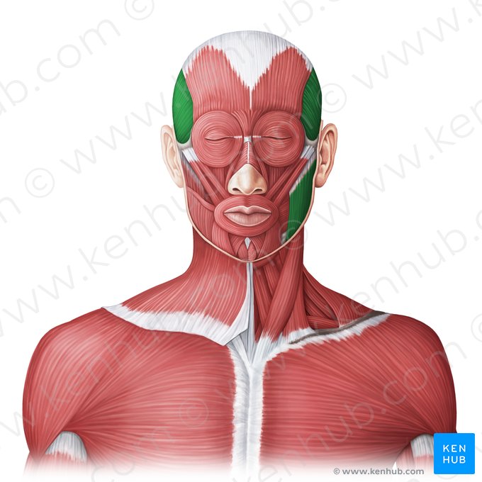 Músculos da mastigação (Musculi masticatorii); Imagem: Irina Münstermann