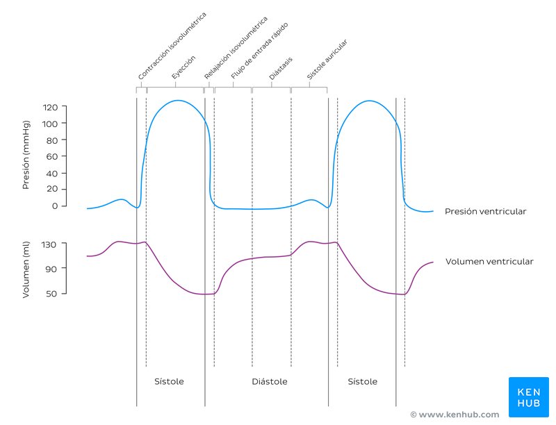 Presión y volumen ventricular