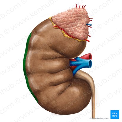 Borde lateral del riñón (Margo lateralis renis); Imagen: Irina Münstermann