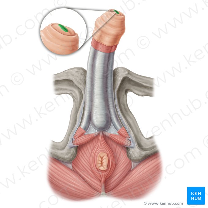 Orificio externo de la uretra (Ostium urethrae externum); Imagen: Samantha Zimmerman