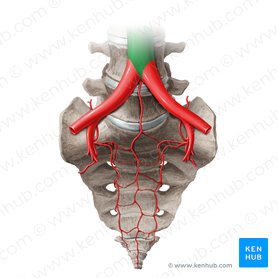 Abdominal aorta (Aorta abdominalis); Image: Paul Kim