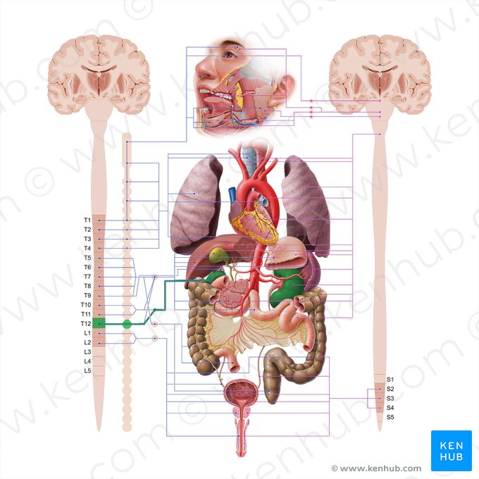 Least thoracic splanchnic nerve (Nervus splanchnicus thoracicus imus); Image: Paul Kim