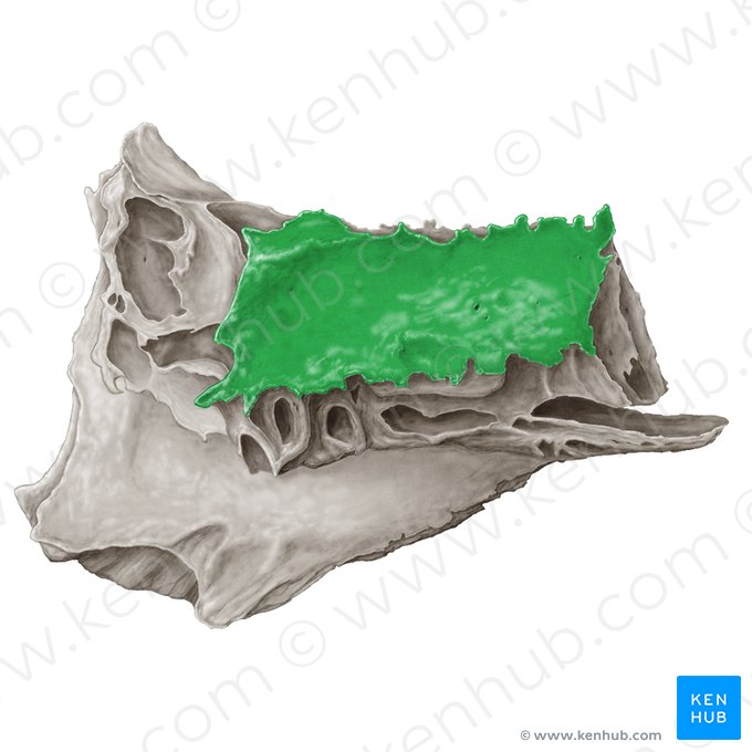 Orbital plate of ethmoid bone (Lamina orbitalis ossis ethmoidalis); Image: Samantha Zimmerman