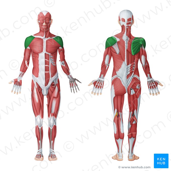 Scapulohumeral muscles (Musculi scapulohumerales); Image: Irina Münstermann