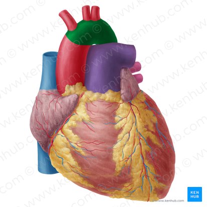 Aortic arch (Arcus aortae); Image: Yousun Koh