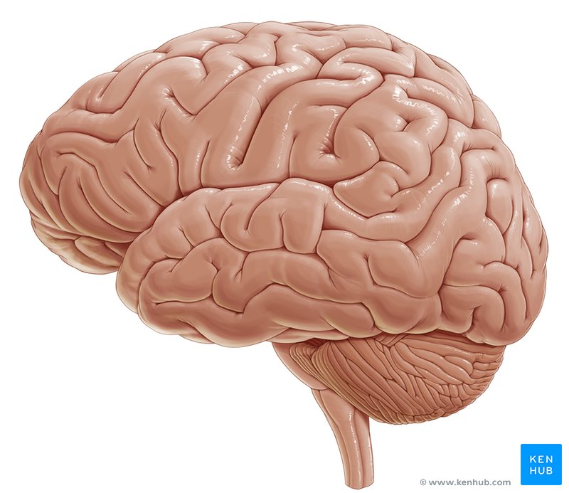 sección sagital media del cerebro etiquetada