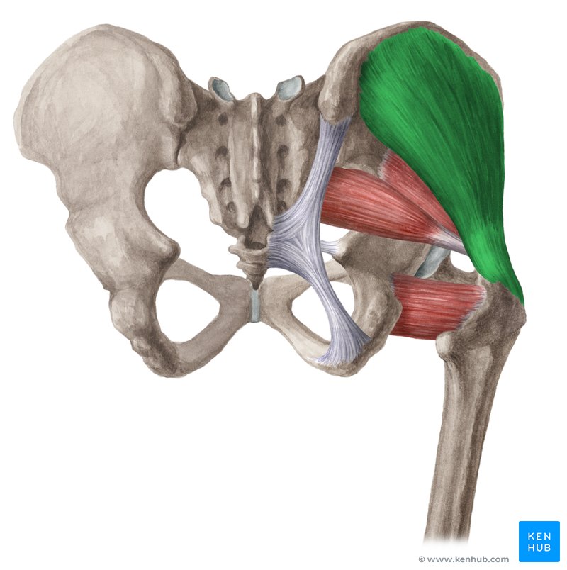 Gluteus medius Origin insertion innervation function Kenhub