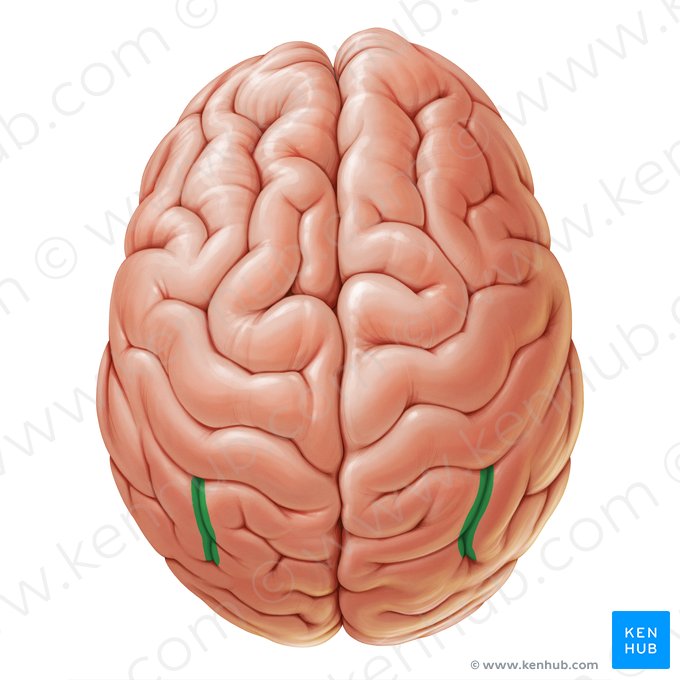 Sulco intraparietal (Sulcus intraparietalis); Imagem: Paul Kim